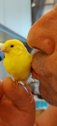 Canarini uccelli - canarini,