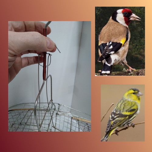 Gabbia cattura uccelli - , canary